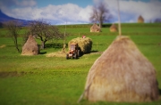 haystacks and tractor in maramures